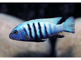 CYNOTILAPIA PULPICAN 3