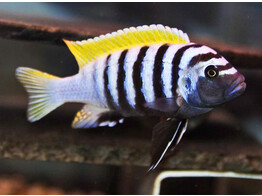 CYNOTILAPIA AFRA YELLOW FIN 5-7