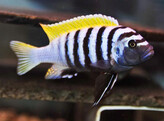 CYNOTILAPIA AFRA YELLOW FIN 5-7