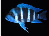 CYPHOTILAPIA FRONTOSA SAMBIA BLUE 4