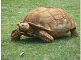 Centrochelys sulcata Spurred Tortoise Nakweek / ElevageS