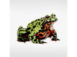 Bombina orientalis Fire Belly Toad Wildvang / Sauvage  L