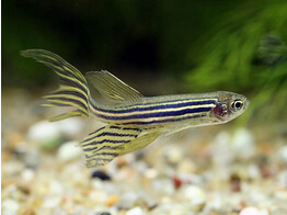 BRACHYDANIO FRANKEI LONG FIN XL 4-5