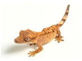 Correlophus ciliatus Crested Gecko Mixed Morphs Nakweek / ElevageS-L