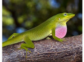 Anolis carolinensis Green Anoles CB Nakweek/Elevage S