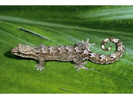 Lepidodactylus lugubris Virgin gecko Nakweek / Elevage S-L