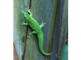 Phelsuma grandis Grandis Day Gecko  Nakweek / ElevageS