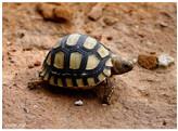 Stigmochelys pardalis Leopard Tortoise Nakweek / ElevageS