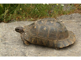 Testudo marginata Marginated Tortoise Nakweek / Elevage S