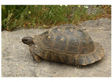 Testudo marginata Marginated Tortoise Nakweek / Elevage S