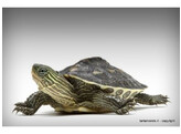Mauremys sinensis Chinese stripe neck turtle Nakweek / ElevageS