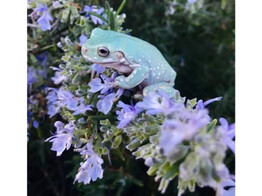 Litoria caerulea Dumpy Tree Frog Snowflake Nakweek / ElevageS