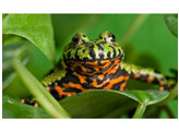 Bombina orientalis Fire bellied Toad S Nakweek / Elevage