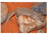 Varanus exanthematicus Bosque Monitor Nakweek / Elevage S