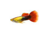 Poecilia reticulata Guppy Male Golden Red Tuxedo L