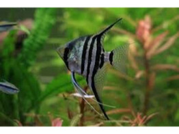 PTEROPHYLLUM SCALARE ZEBRA 4-5