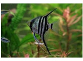 PTEROPHYLLUM SCALARE ZEBRA 4-5