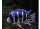 CYPHOTILAPIA FRONTOSA 4-5