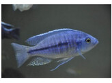 NYASSACHROMIS  BOADZULU 3