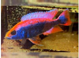 HAPLOCHROMIS AHLI  SCIAEN. FRYERI  RED TOP 7-9