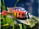 HAPLOCHROMIS SP. CH44 4-5