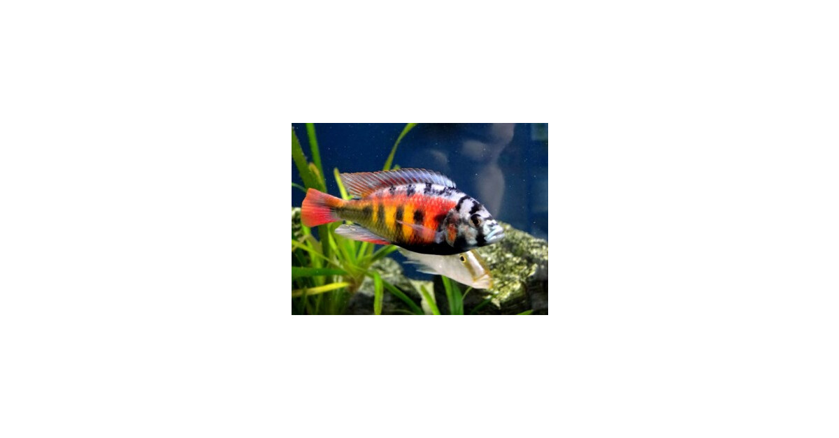 HAPLOCHROMIS SP. CH44 6-7 - 4002562 | Passion for animals