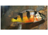 HAPLOCHROMIS LATIFASCIATUS 4