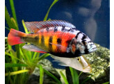 HAPLOCHROMIS CRIMSON TIDE 5-6