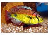 HAPLOCHROMIS YELLOW BELLY 3