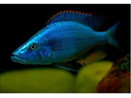 DIMIDIOCHROMIS COMPRESSICEPS ZAIRE 4 5-5 5