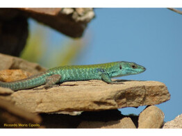 Podarcis siculus klemmeri Green Longtail Lizard Nakweek / Elevage S-M