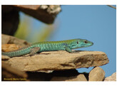 Podarcis siculus klemmeri Green Longtail Lizard Nakweek / Elevage S-M