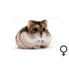 Russische hamster wildkleur vrouw  /  Hamster russes couleur sauvage femelle