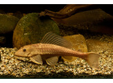 HYPOSTOMUS PLECOSTOMUS GOLD 4