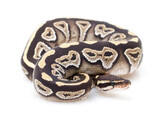 Python regius Ballpython Mojave Nakweek / Elevage S