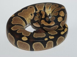 Python regius Ballpython Classic Nakweek / Elevage S