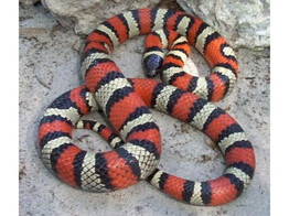 Lampropeltis ruthveni Queretaro Mountain King Snake Nakweek / Elevage S