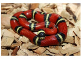 Lampropeltis t.sinaloae Sinaloan Milk Snake Nakweek / ElevageS