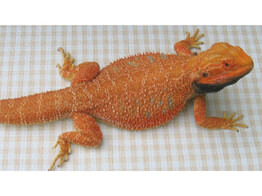 Pogona vitticeps Bearded Dragon Hypo Cawley  Super Red  Nakweek / Elevage S