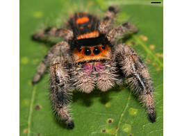 Phidippus regius  Jumping Spider Everglades Nakweek / ElevageS-M