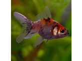 Carassius auratus fantail calico 4-5