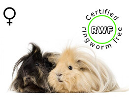 RWF Deluxe cavia mix vrouw/femelle  /- 6 maand/mois