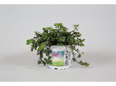 Schildpaddenplant - Plante pour tortue - Callisia repens tray per 3