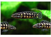 JULIDOCHROMIS TRANSCRIPTUS 4 5-5 5