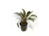 Cryptocoryne wendtii bruin / brun  pot 