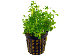 Bacopa lanigera  white/green   pot 