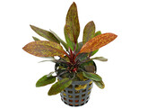 Echinodorus cordifolius rood / rouge  pot 