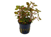 Ludwigia sp. Super Rood  pot 