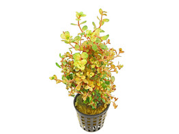 Rotala rotundifolia  orange juice   pot 