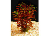 Ludwigia perennis  lood / plomb 